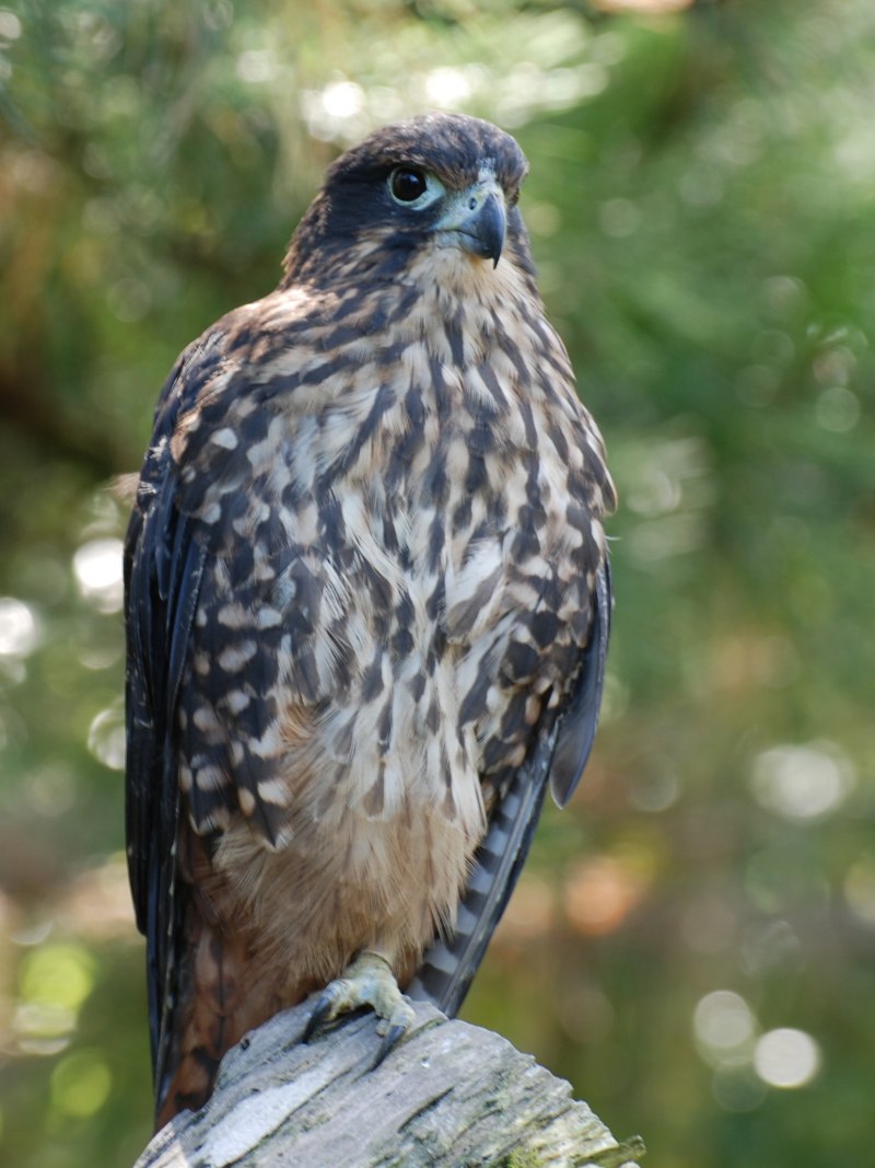 Falco Сокол