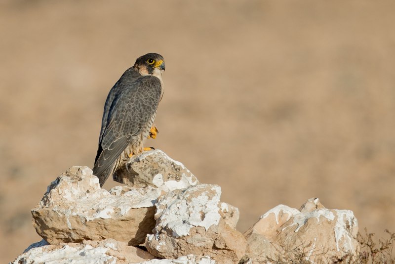 Пустынный Сокол Шахин Falco pelegrinoides
