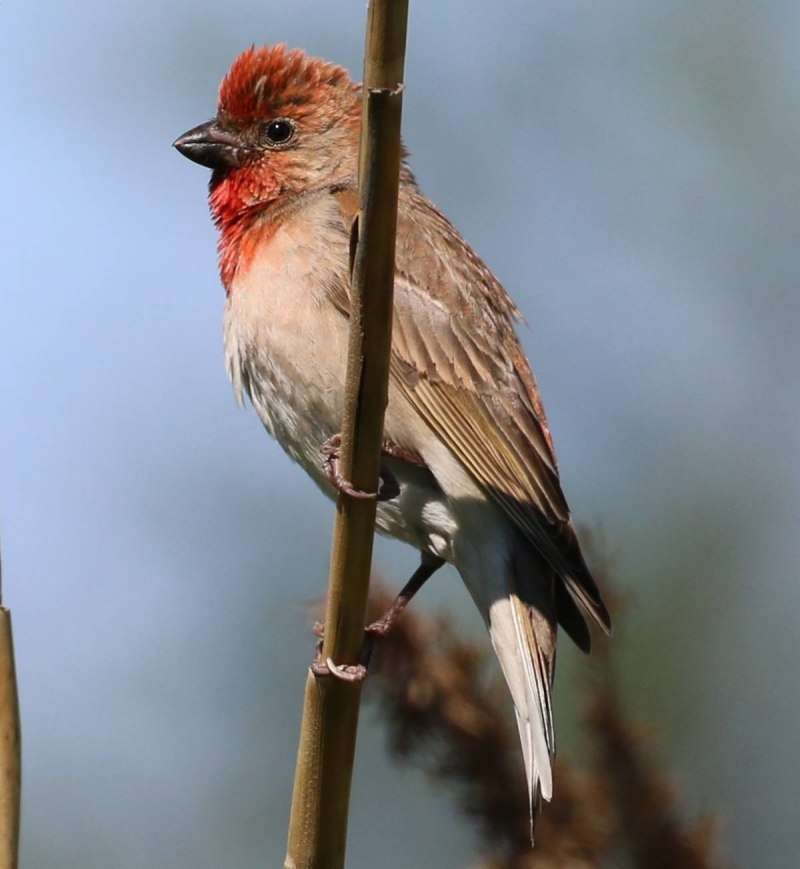 Большая чечевица (Carpodacus rubicilla)