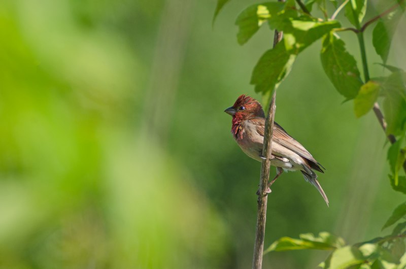 Большая чечевица (Carpodacus rubicilla)