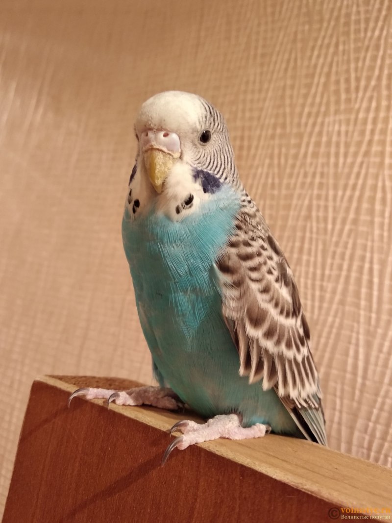 Клюв попугая