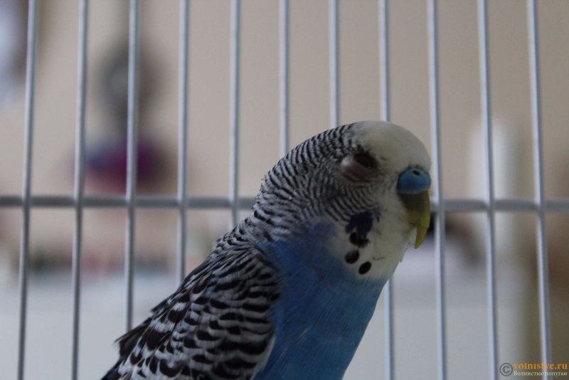 Нижняя часть клюва заходит за верхнюю