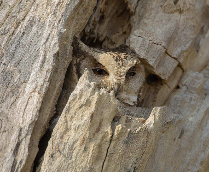 Ошейниковая совка (Otus bakkamoena)