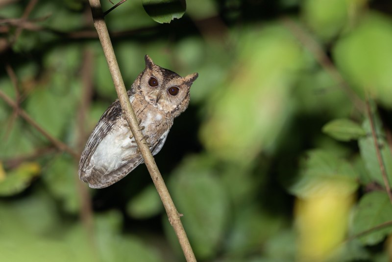 Ошейниковая совка Otus bakkamoena deserticolor