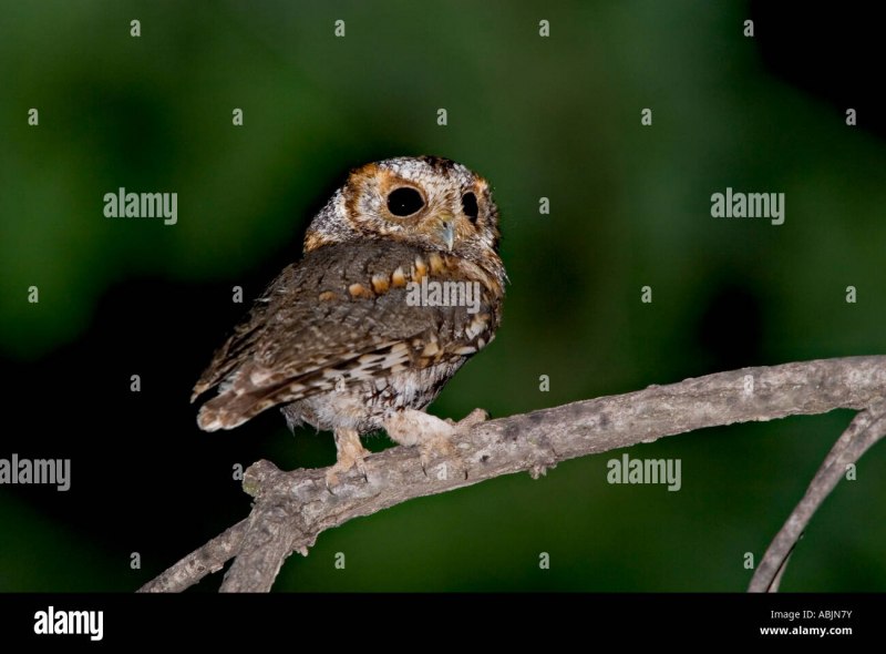 Psiloscops flammeolus