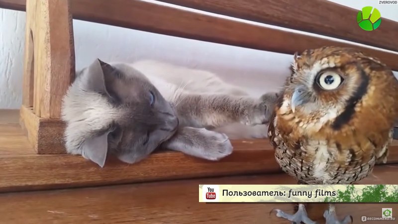 Самый большой попугай какапо
