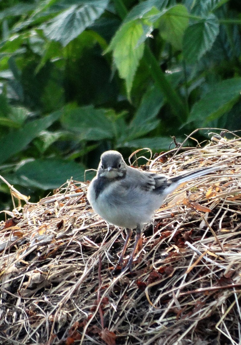 Белая трясогузка (Motacilla Alba)