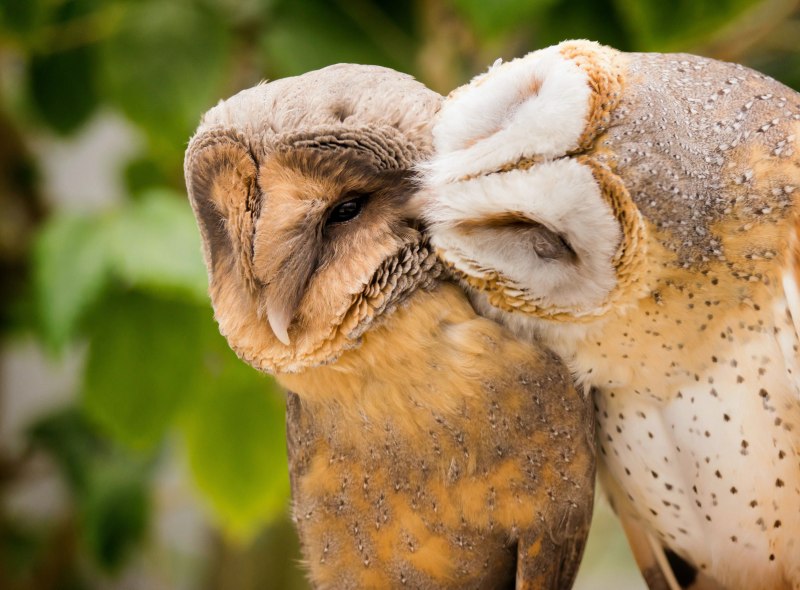 Where are Owls Barn Owls Owl Barn Owl description photo content at Home