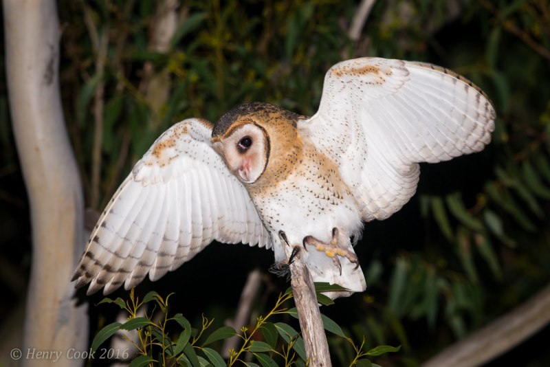 Bubo sumatranus