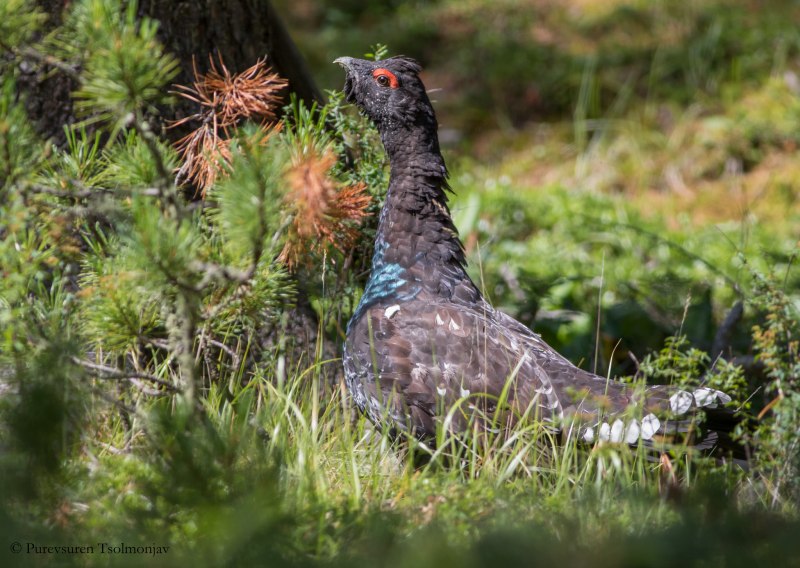 Каменный Глухарь (Tetrao parvirostris)