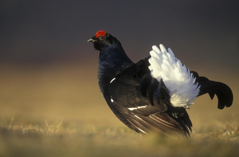 Sooty Grouse