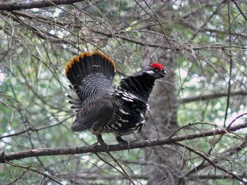 Голубой тетерев / Dendragapus Obscurus
