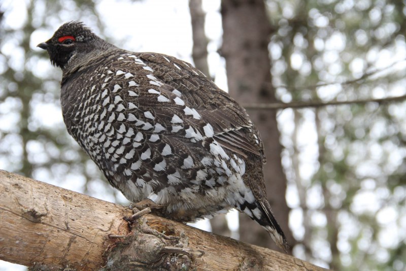 Голубой тетерев / Dendragapus Obscurus