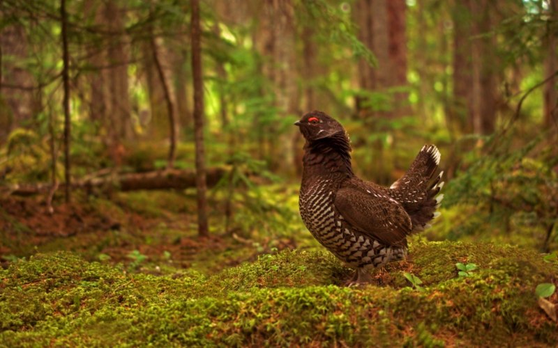 Голубой тетерев / Dendragapus Obscurus