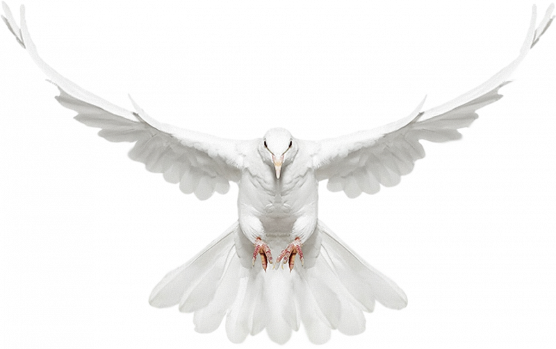Pigeon на белом фоне