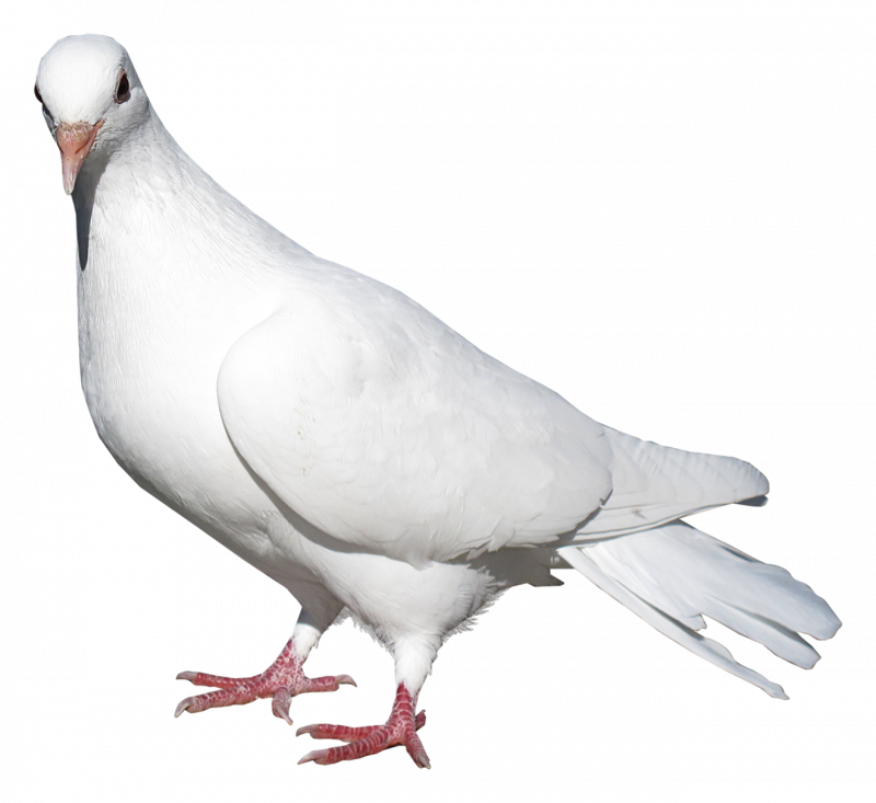 Белый голубь
