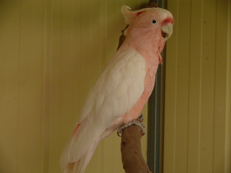 Попугаи порода Cockatiel неон