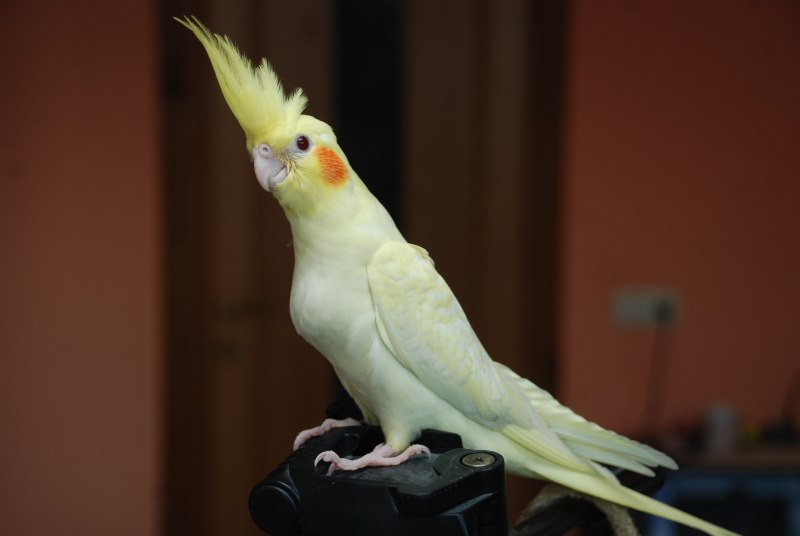 Большой желтохохлый Какаду (Cacatua galerita)