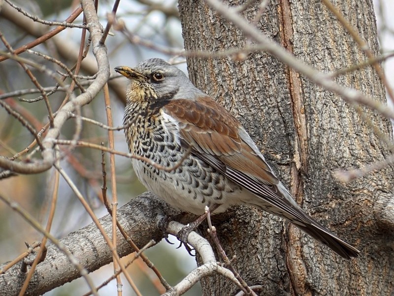 Сойка garrulus glandarius