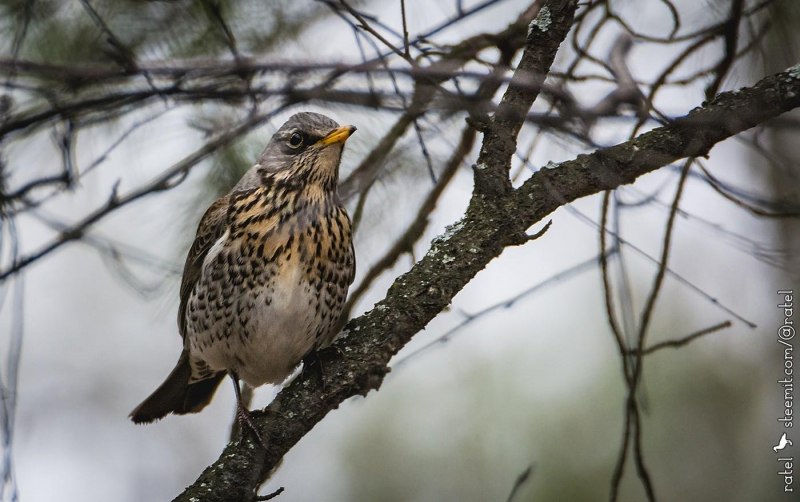 Turdus pilaris