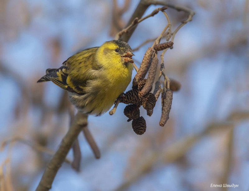 Spinus Spinus Чиж самец