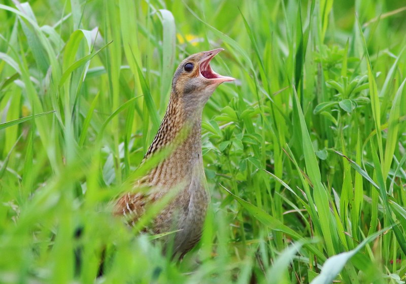 Коростель (Crex Crex)
