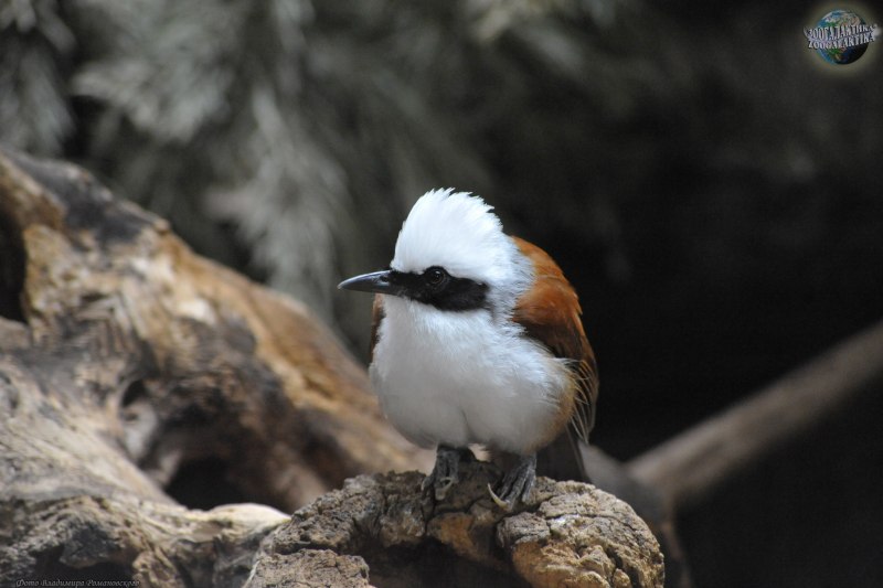 Garrulax leucolophus
