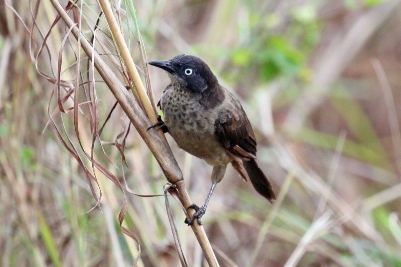 Turdoides melanops