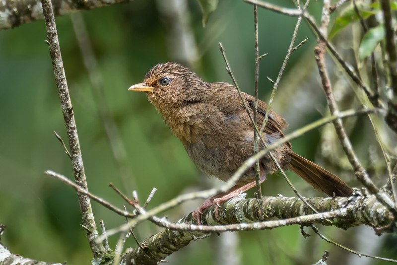 Garrulax morrisonianus