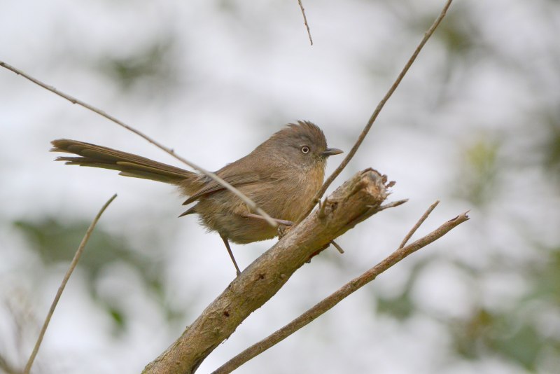 Крапивниковая синица (Chamaea fasciata)