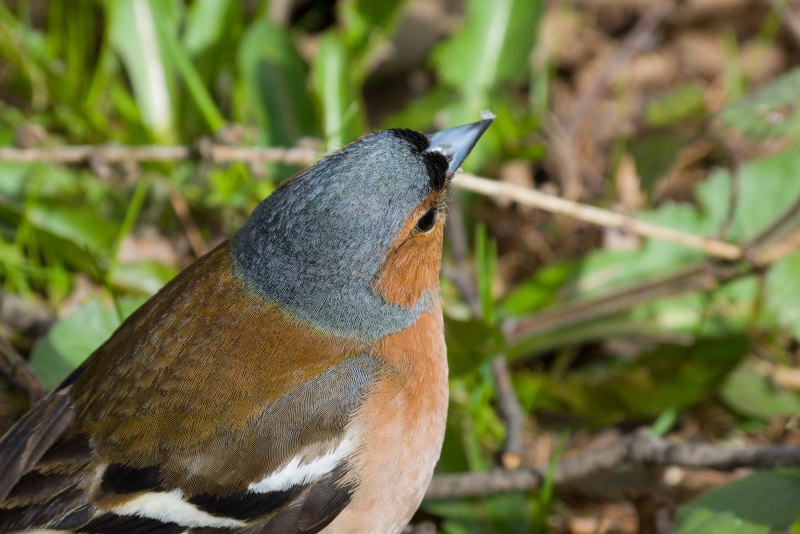 Зяблик (fringilla COELEBS)