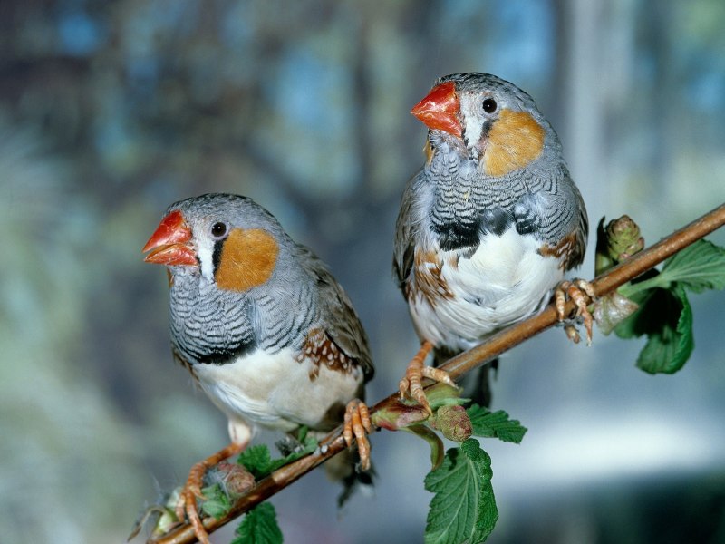 Японские амадины
