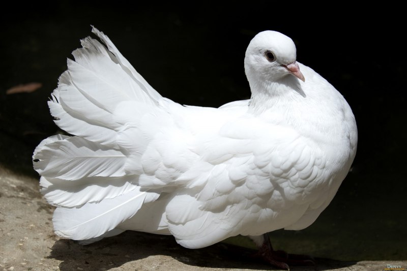 Dove голубь