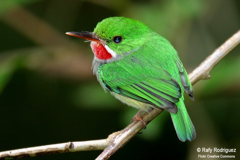 Золотистая щурка merops apiaster