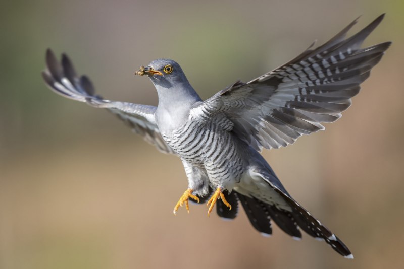 Cuckoo Bird