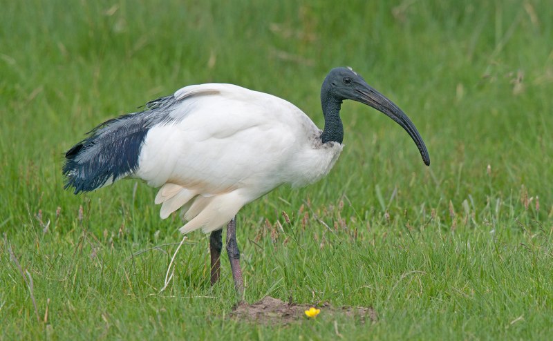 Threskiornis aethiopicus