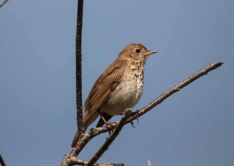Дрозд-отшельник (Catharus guttatus)