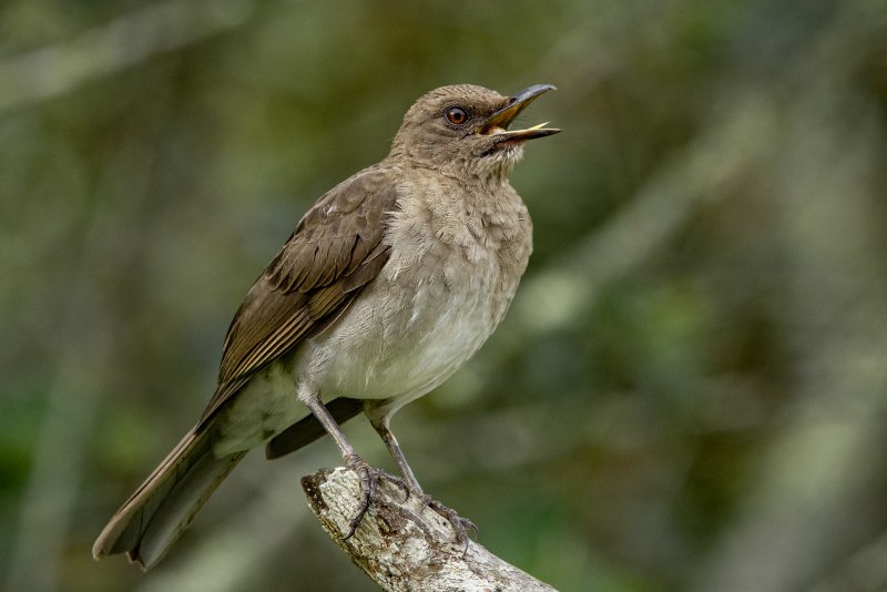 Дрозд-рябинник (turdus pilaris)