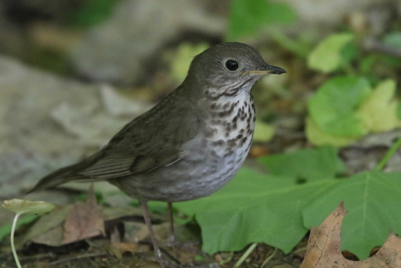 Дрозд-отшельник (Catharus guttatus)