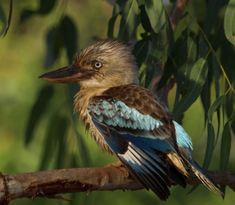 Kingfisher Swift