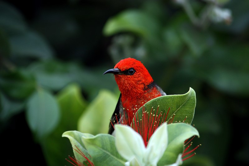 Myzomela cardinalis