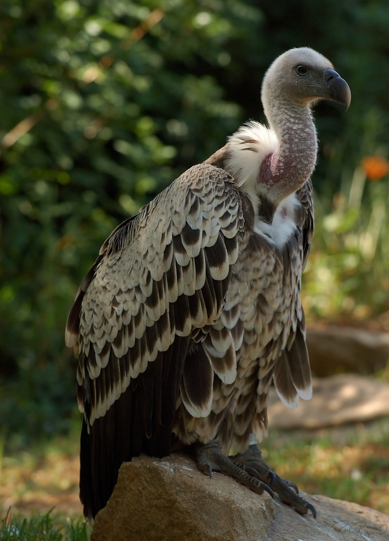 Gyps rueppellii