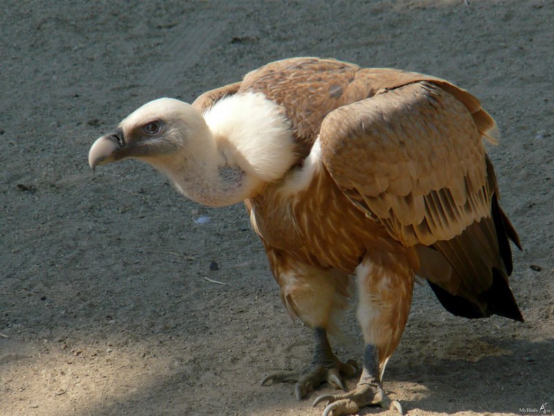 Griffon Vulture (Gyps fulvus)