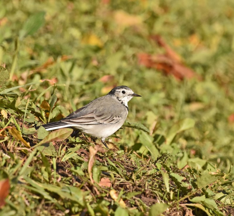 Stare Vogel