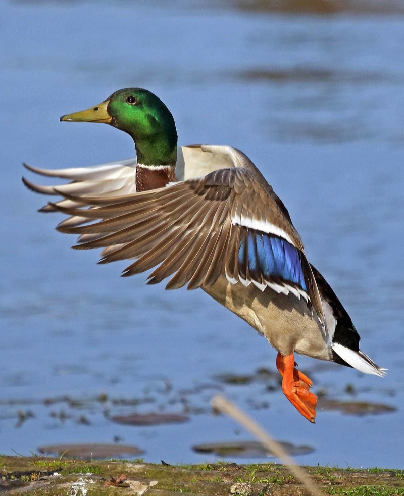 Finch Зяблик