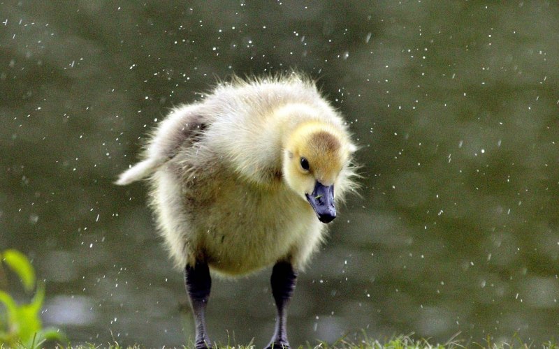 Лебеденок и утенок