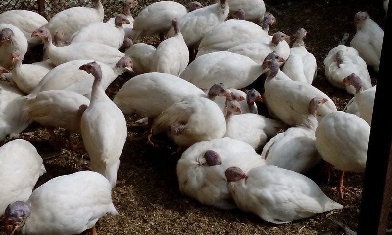 Белая Сибирская цесарка