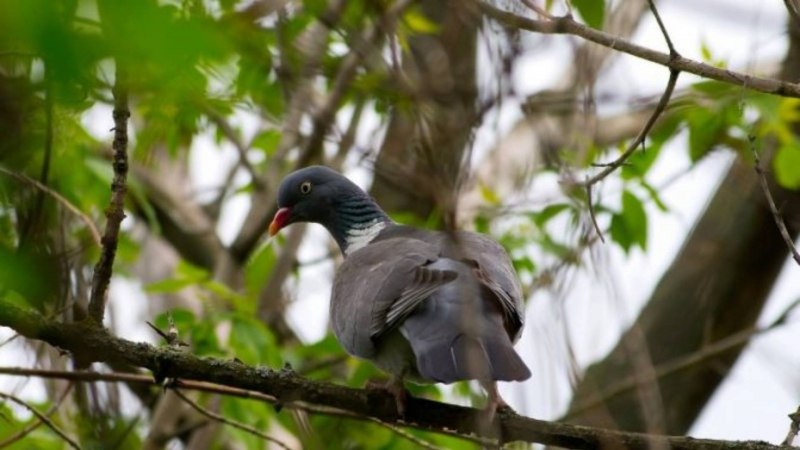 Горлица большая (Streptopelia orientalis)