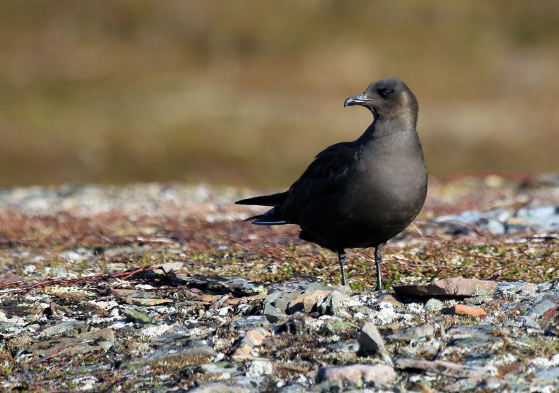 Stercorarius longicaudus