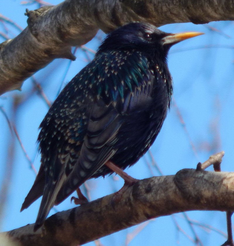 Дрозд чёрный (turdus Merula)